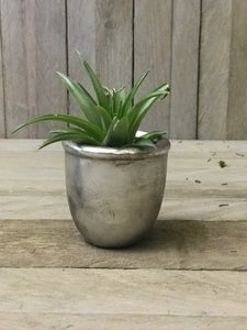 Mini Glass Round Pot with Round Base in Antique Silver finish