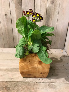 Small Square Convex Design Laquered Pale Wooden Cachepot